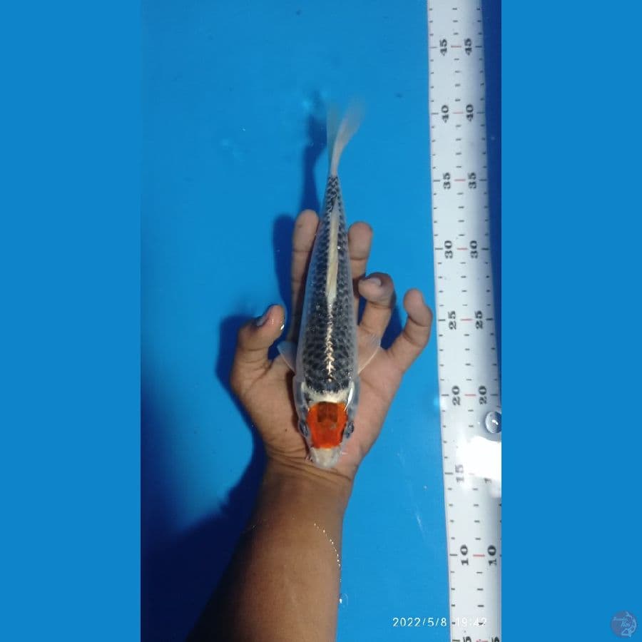 TANCO KUJAKU ~22 CM