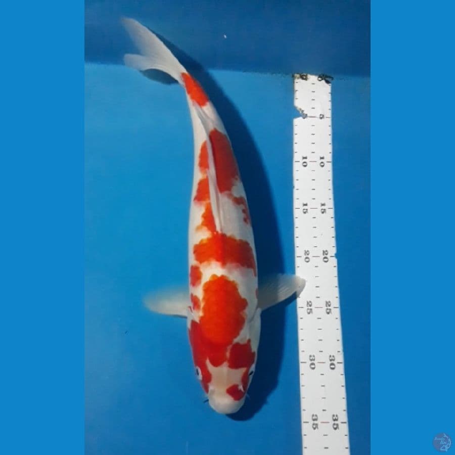 kohaku 39 cm