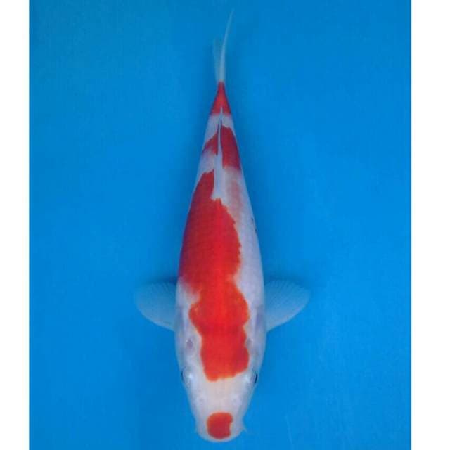 Okawa Kohaku