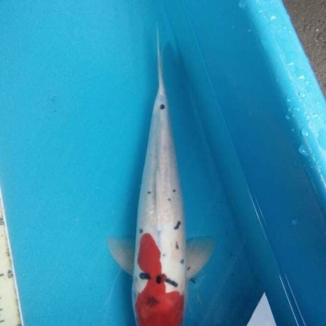 Sanke Doit Mulus 33 cm