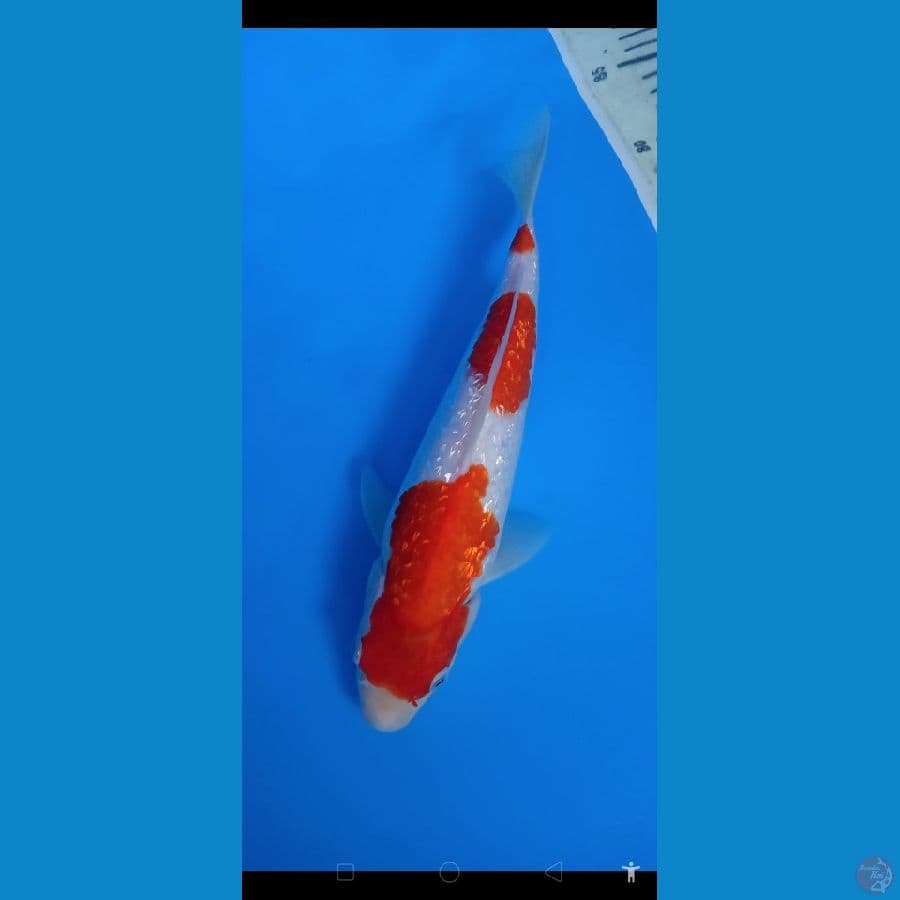 Original kohaku 3 step gindrin