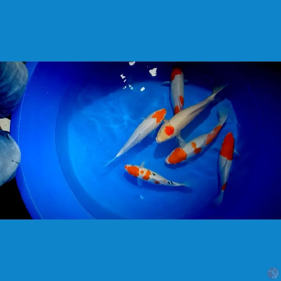 kohaku sangke 30 38 cm