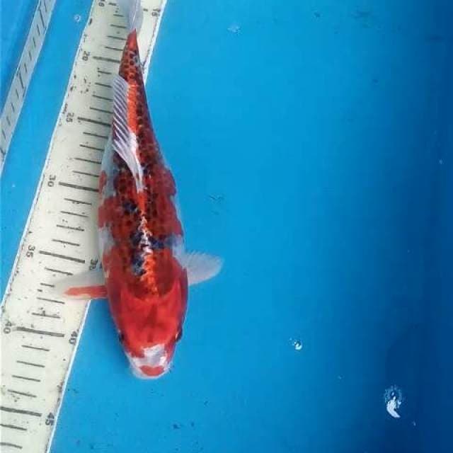 Kujaku Tajem 28 cm