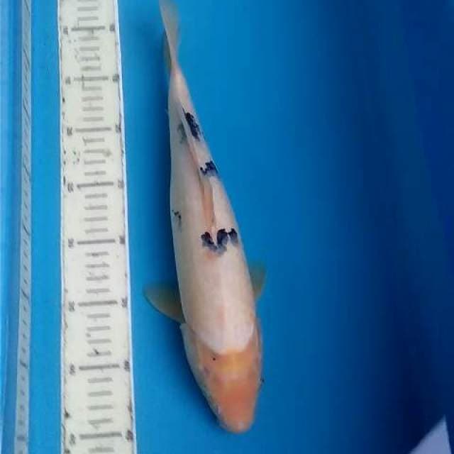 Shiro Bekko Mulus 36 cm