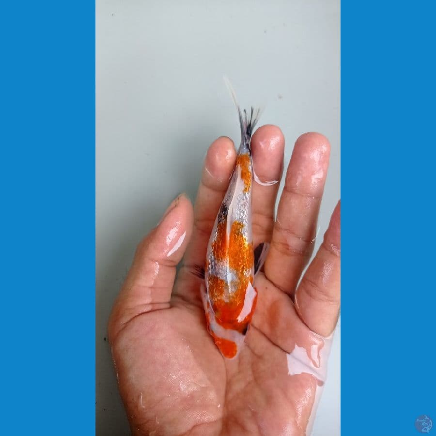 showa ginrin 13cm