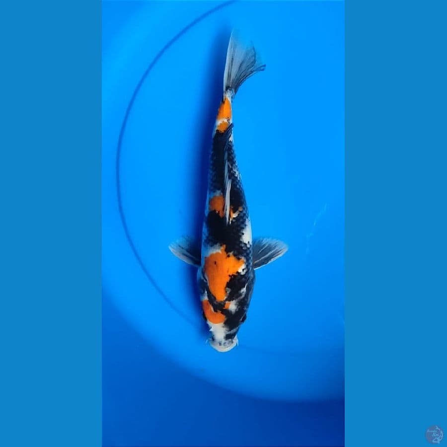 Showa 28 cm