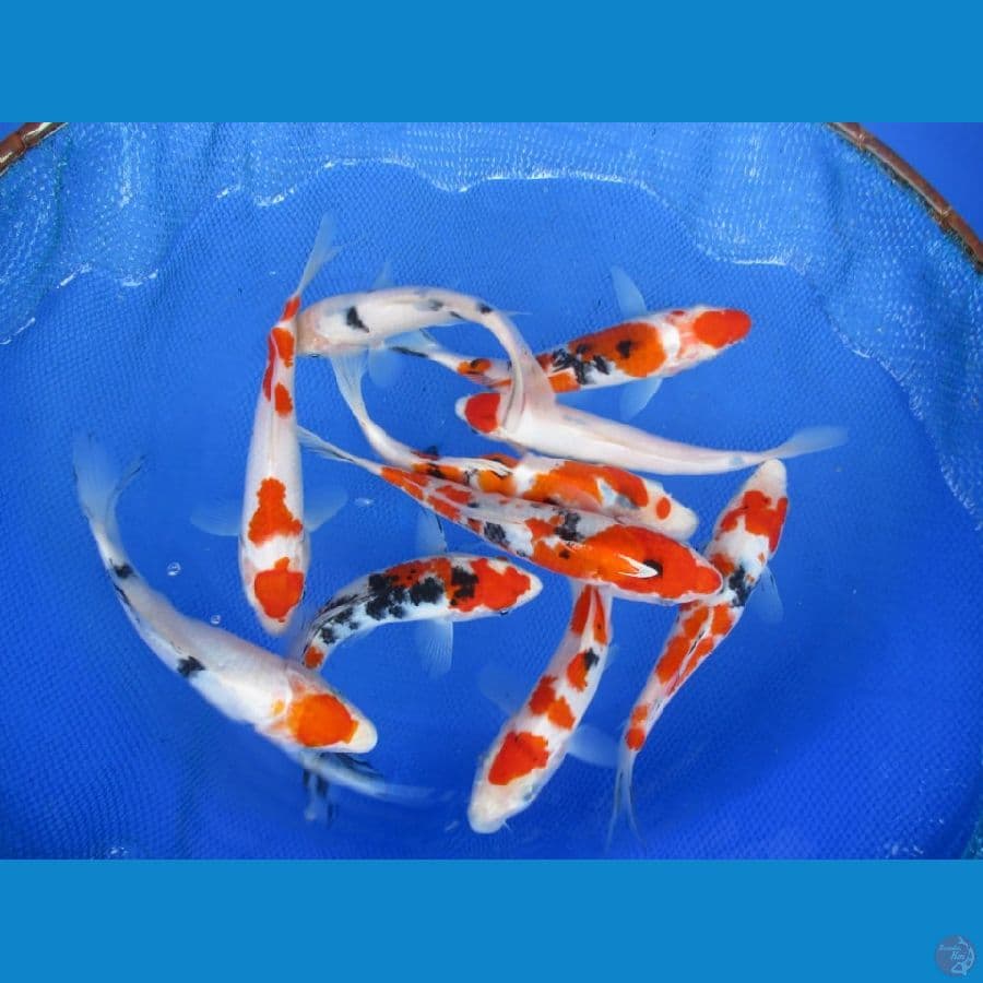 MKC KOI GRUB