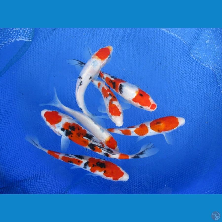 MKC KOI GRUB
