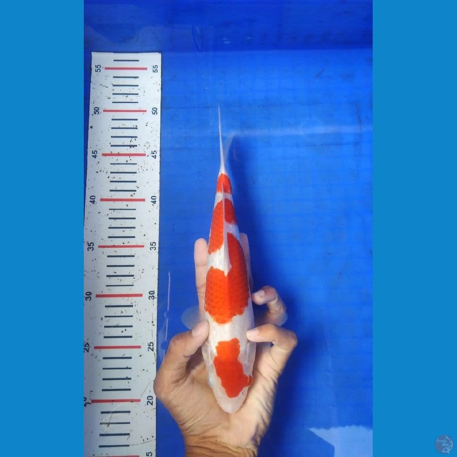 KBT.2~ Kohaku 27cm