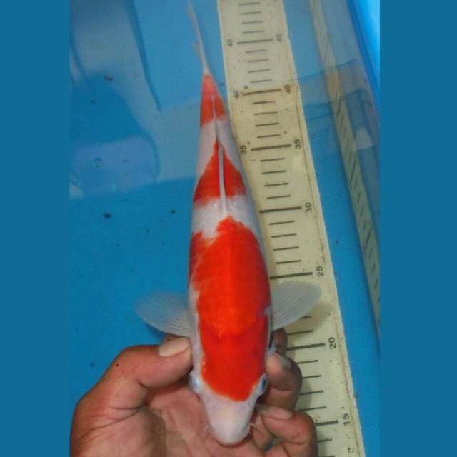 SANDAN KOHAKU