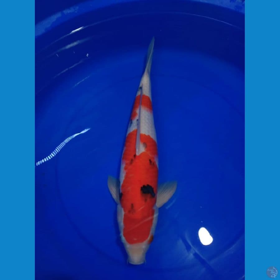 Sanke 46 cm
