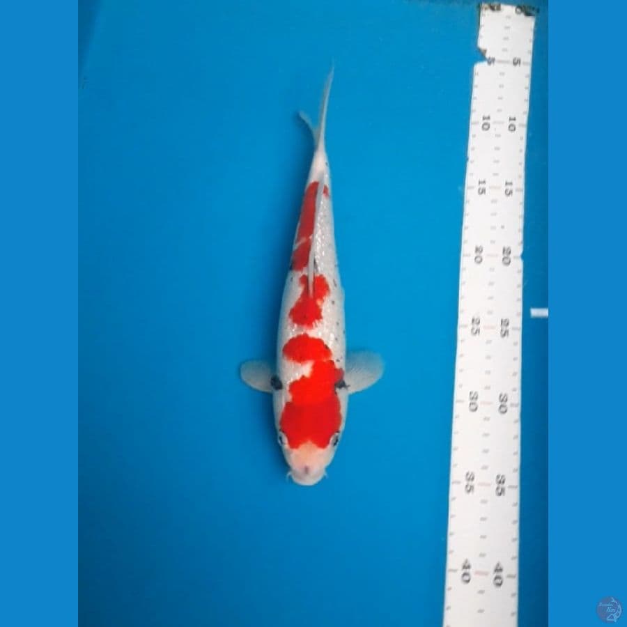 ginrin matsukawabake 26cm