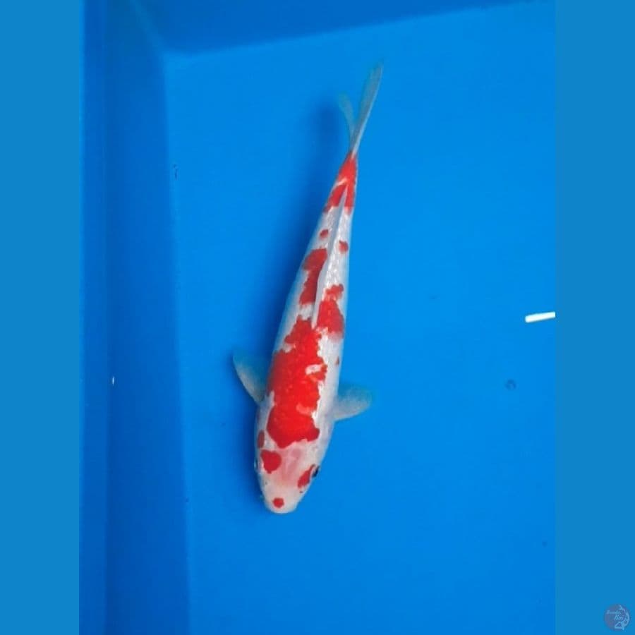ginrin kohaku 28cm