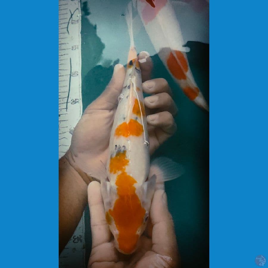 ki sanke(kuning30cm)