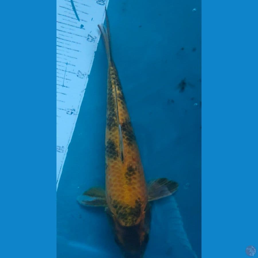 kin kiutsuri 30cm