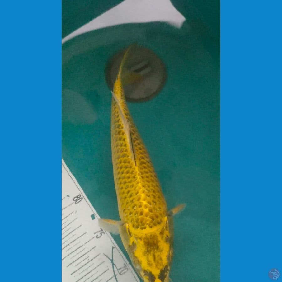 kawarimono 30cm