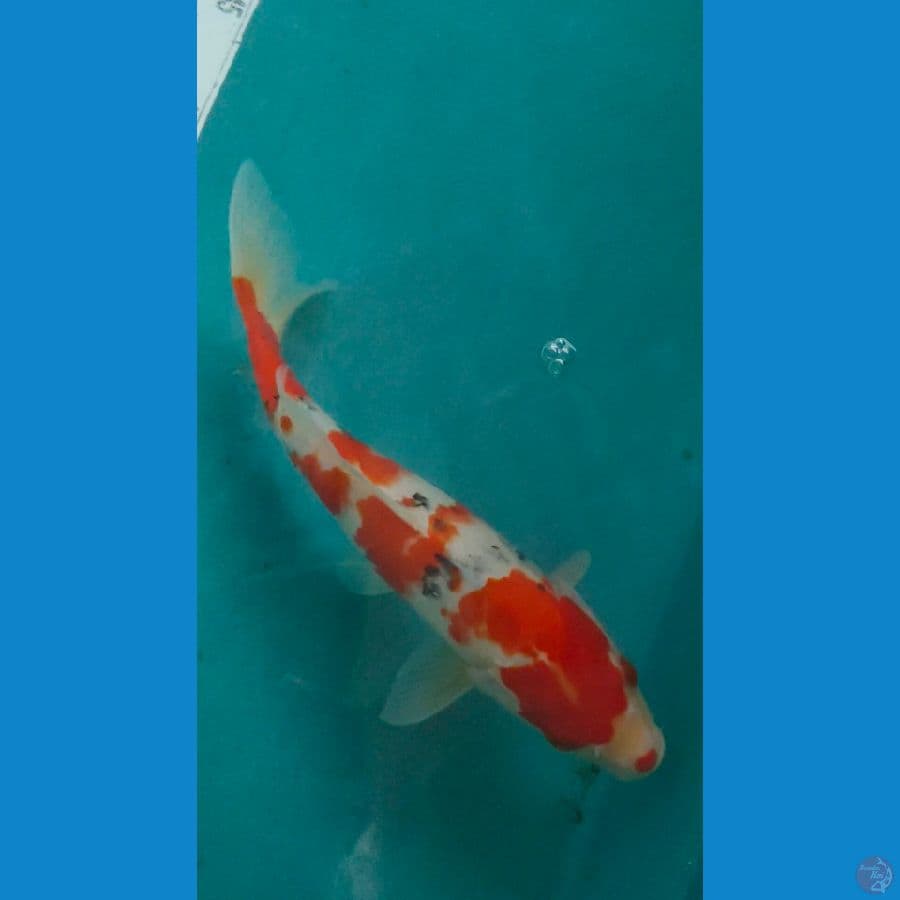 sanke28cm