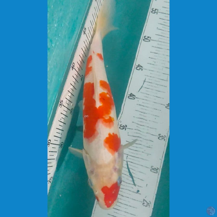 ai goromo30 Cm
