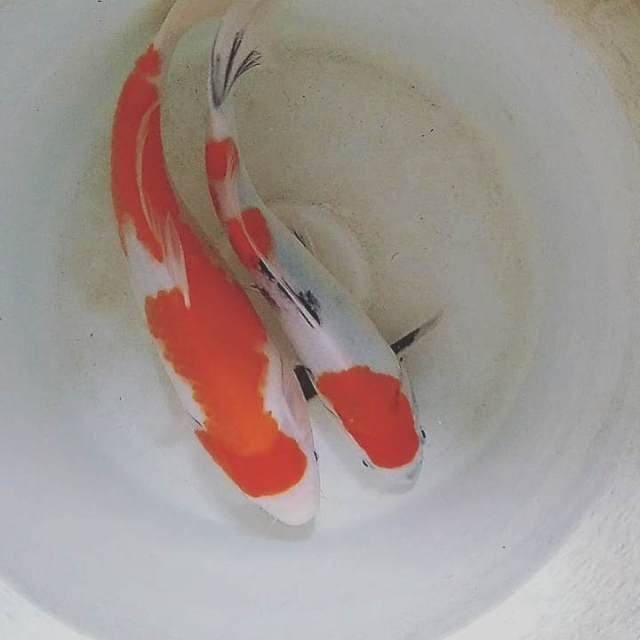 Kohaku 34cm & showa 31cm