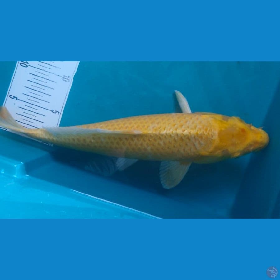 yamabuki ogon 38cm