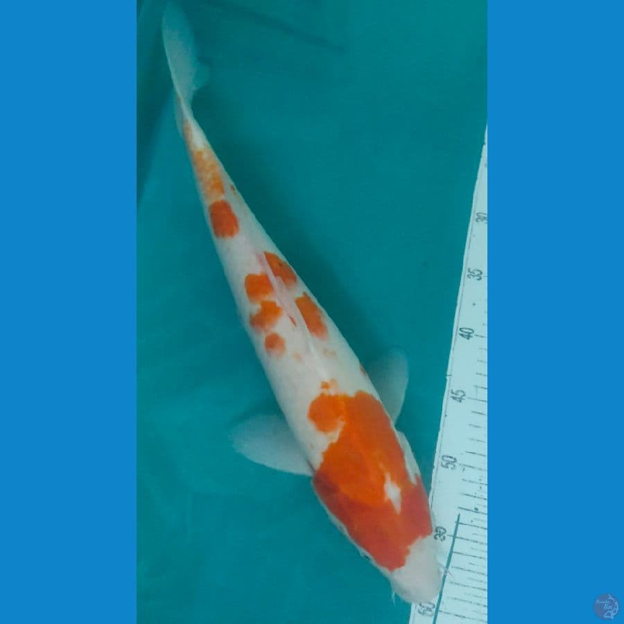 kohaku 47cm