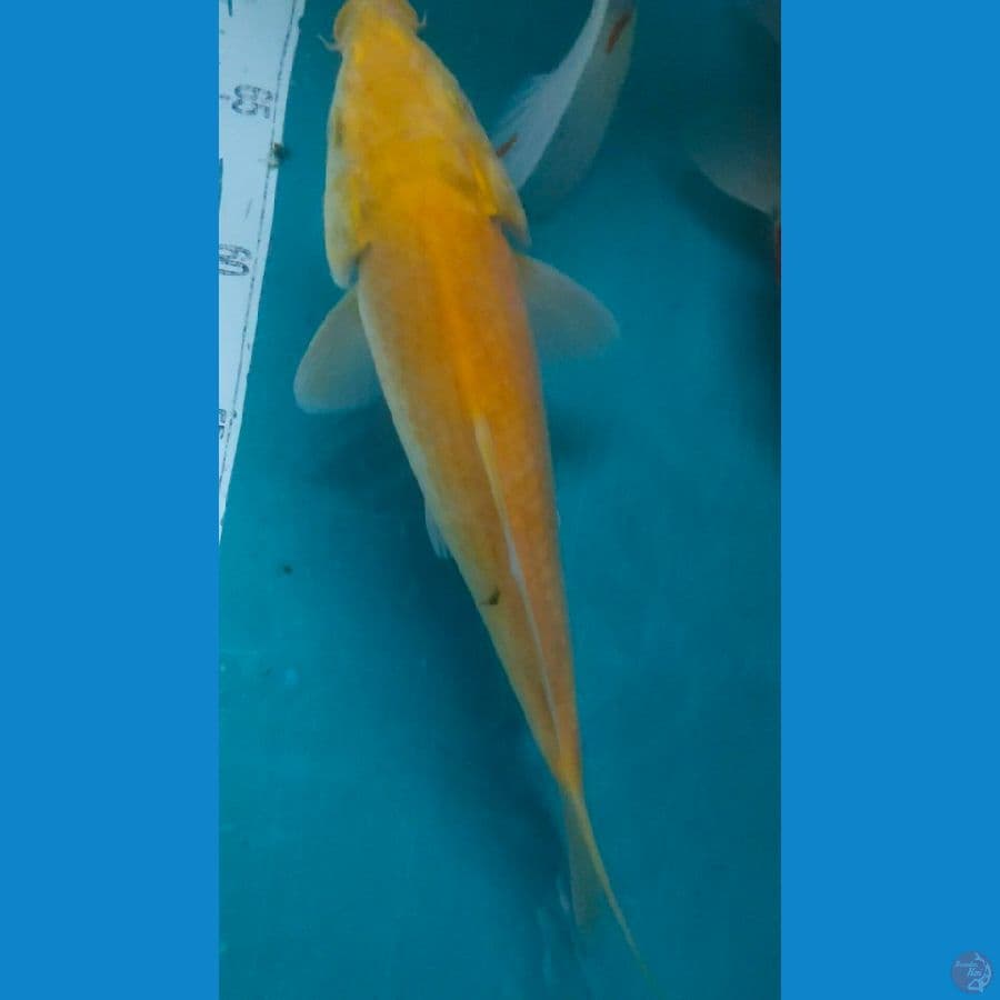 karasi 27cm