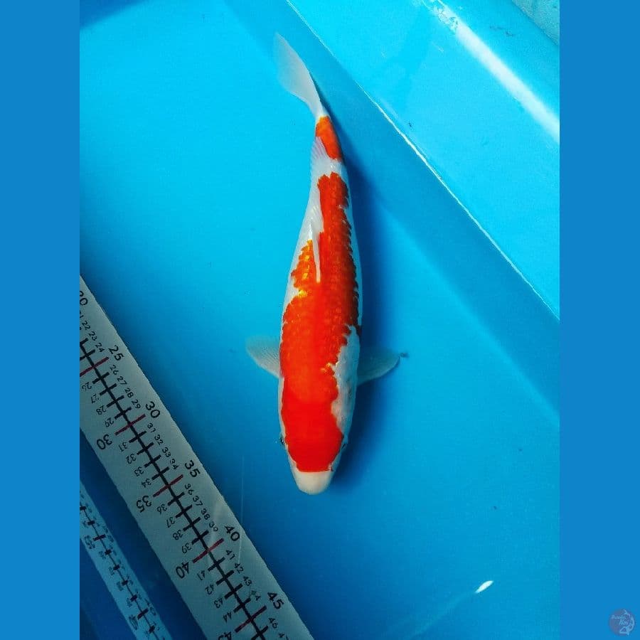 Kohaku