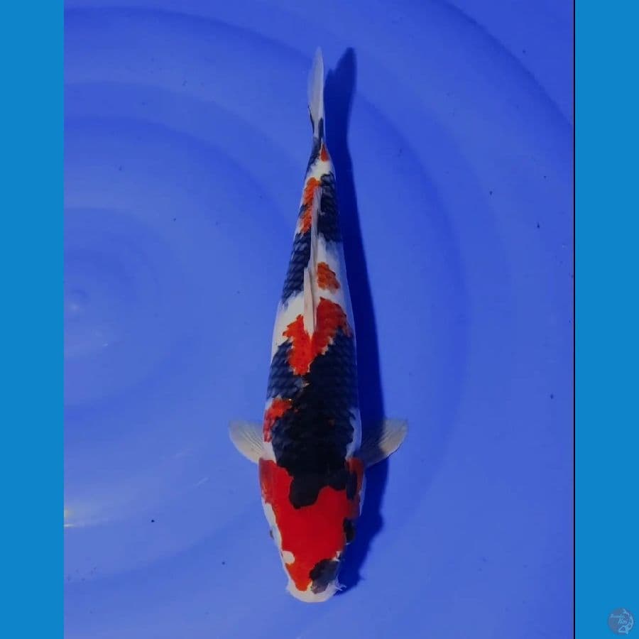 SHOWA 34CM MALE