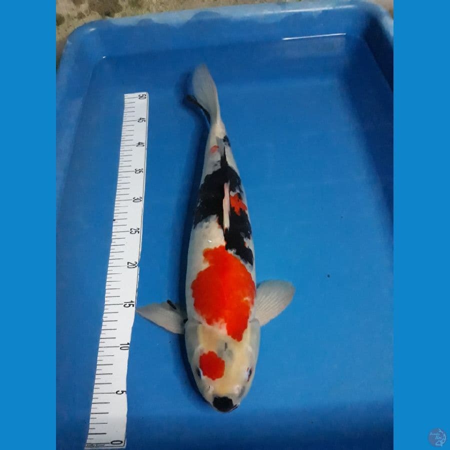 showa f 45
