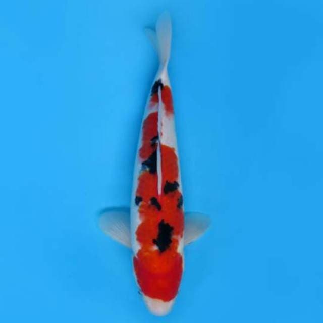 32cm Male Tosai - F1 Red Taisho Sanke