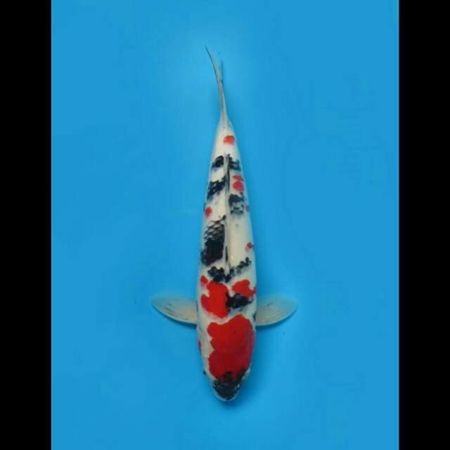 43cm Male Tosai - F1 Jumbo Red Showa Ori