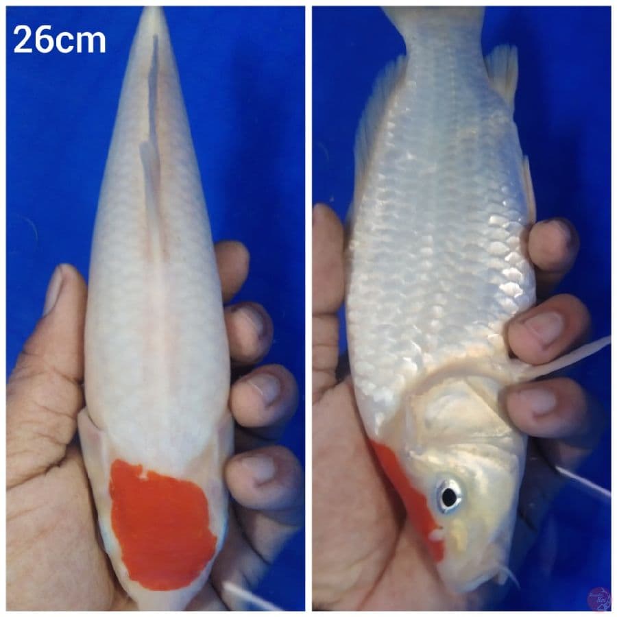_SELSA07_ tc kohaku original 26cm/ml