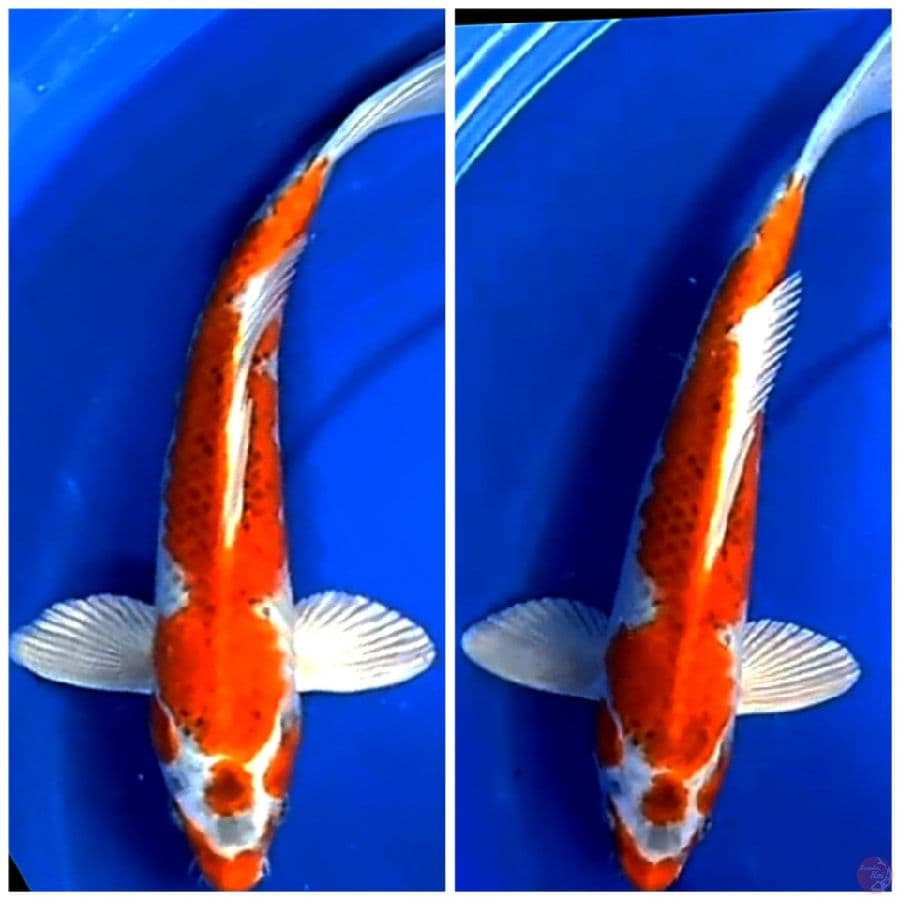 _SELSA08_ MARUTEN KIKUSHUI 33CM/ml