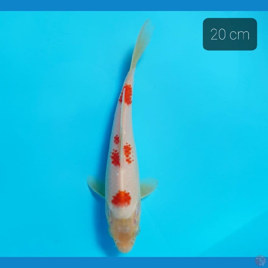 sandan kohaku 20 cm