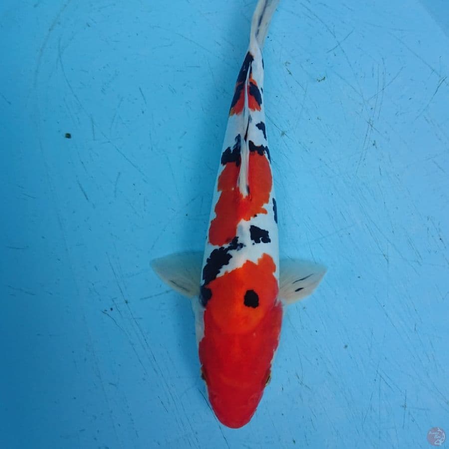 DOITSU SANKE 36 cm