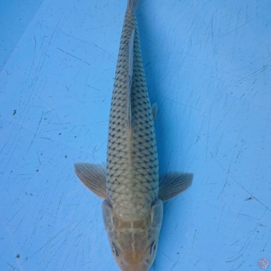 SORAGOI 33 cm