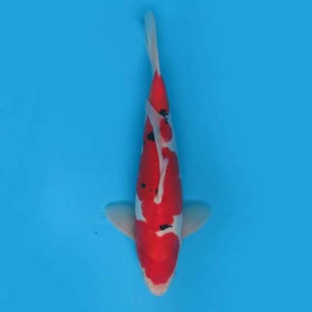33cm Male Tosai - F1 Ori Red Sanke Doitsu Murni