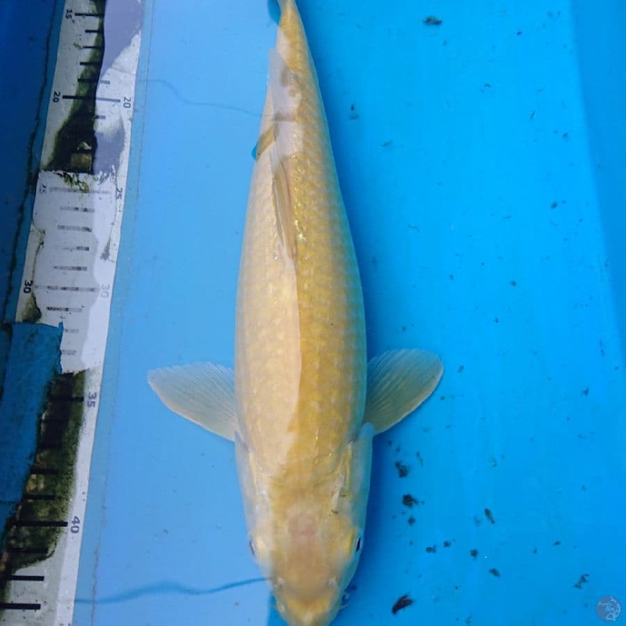 KARASI 36 cm