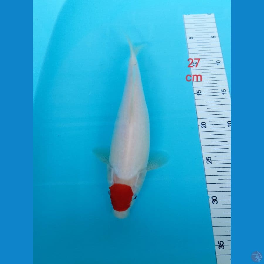 Tancho 27 cm
