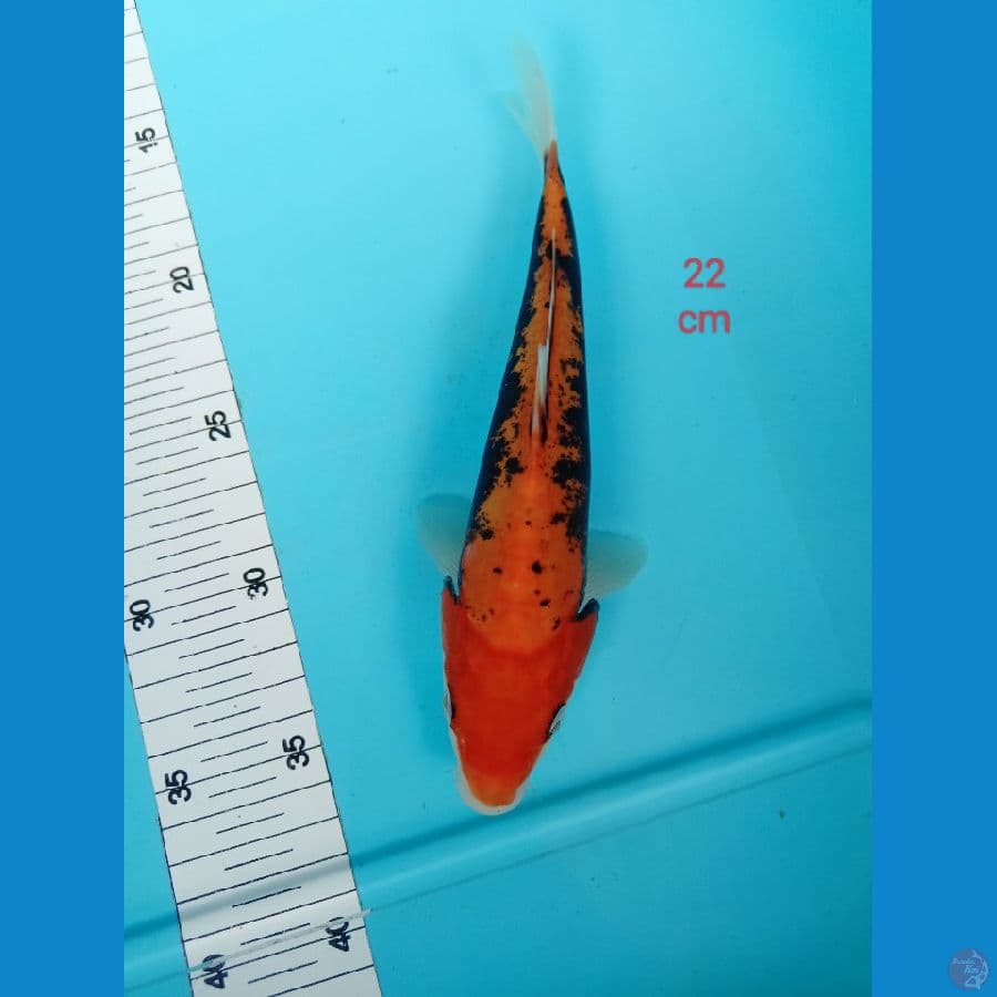 Benykumon 22 cm