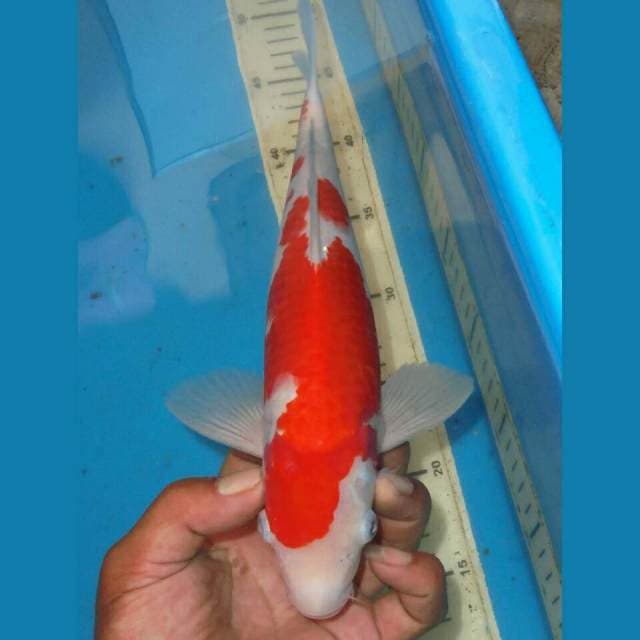 KOHAKU RED DEVIL