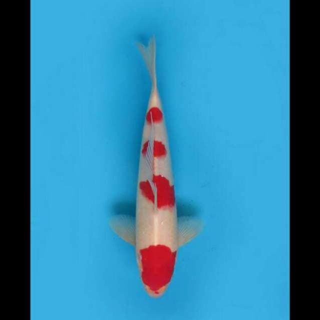 30cm Male Tosai - F1 Red Kohaku Yondan Ori