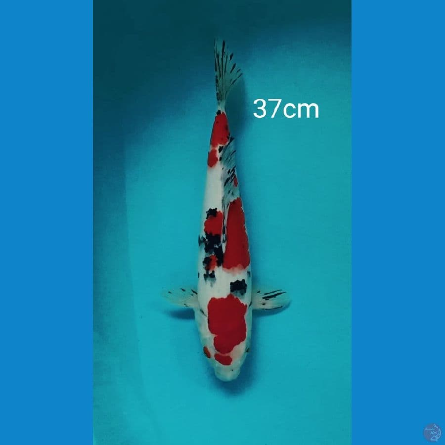 jumbo sanke 37cm
