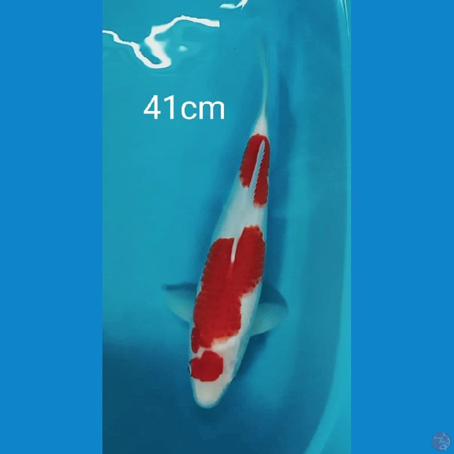 Jumbo Kohaku 41cm