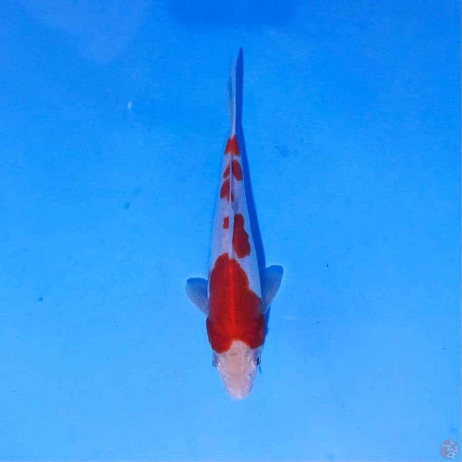kohaku doitsu murni