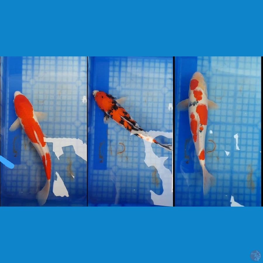 Jombo Kohaku 43, sanke37, showa37