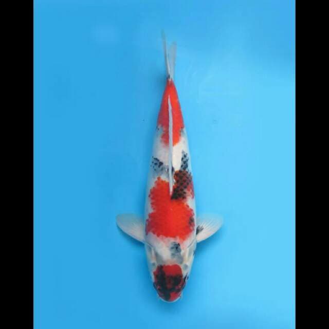40cm Male Tosai - F1 Showa Sandan Hq Ori