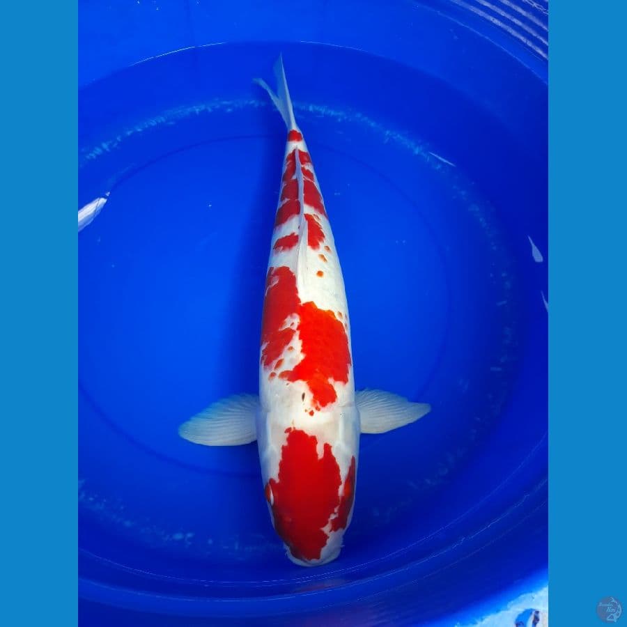 kohaku jumbo