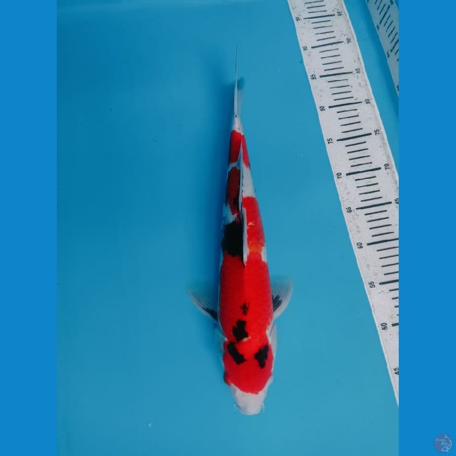 SHOWA SANSHOKU MALE 43cm