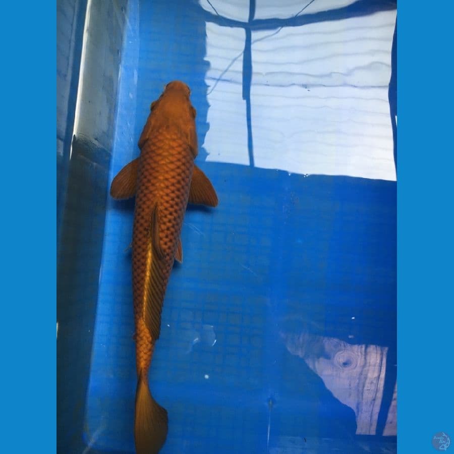 CHAGOI TEMBAGA RING RAPI 35cm
